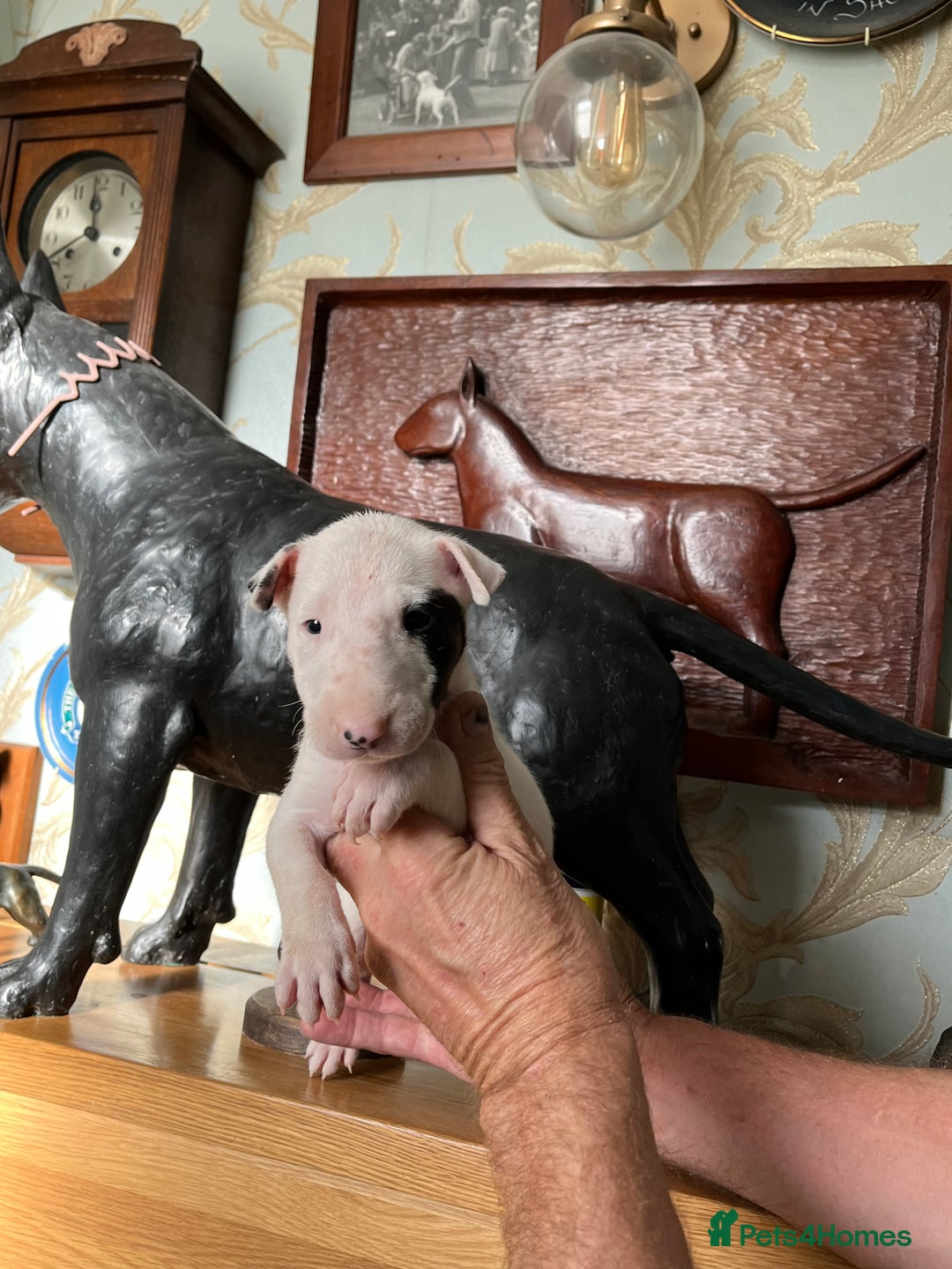 English Bull Terrier dogs for sale: English bulterrier puppies  - Image 1