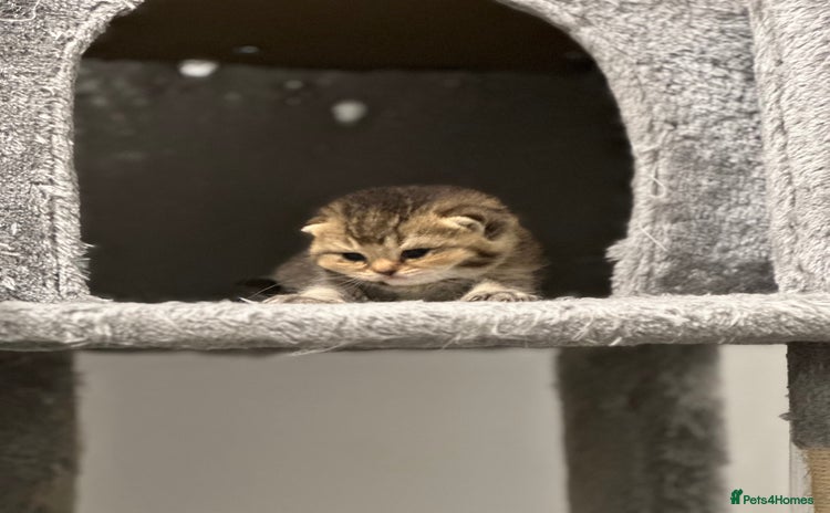 British Shorthair cats - Advert 9