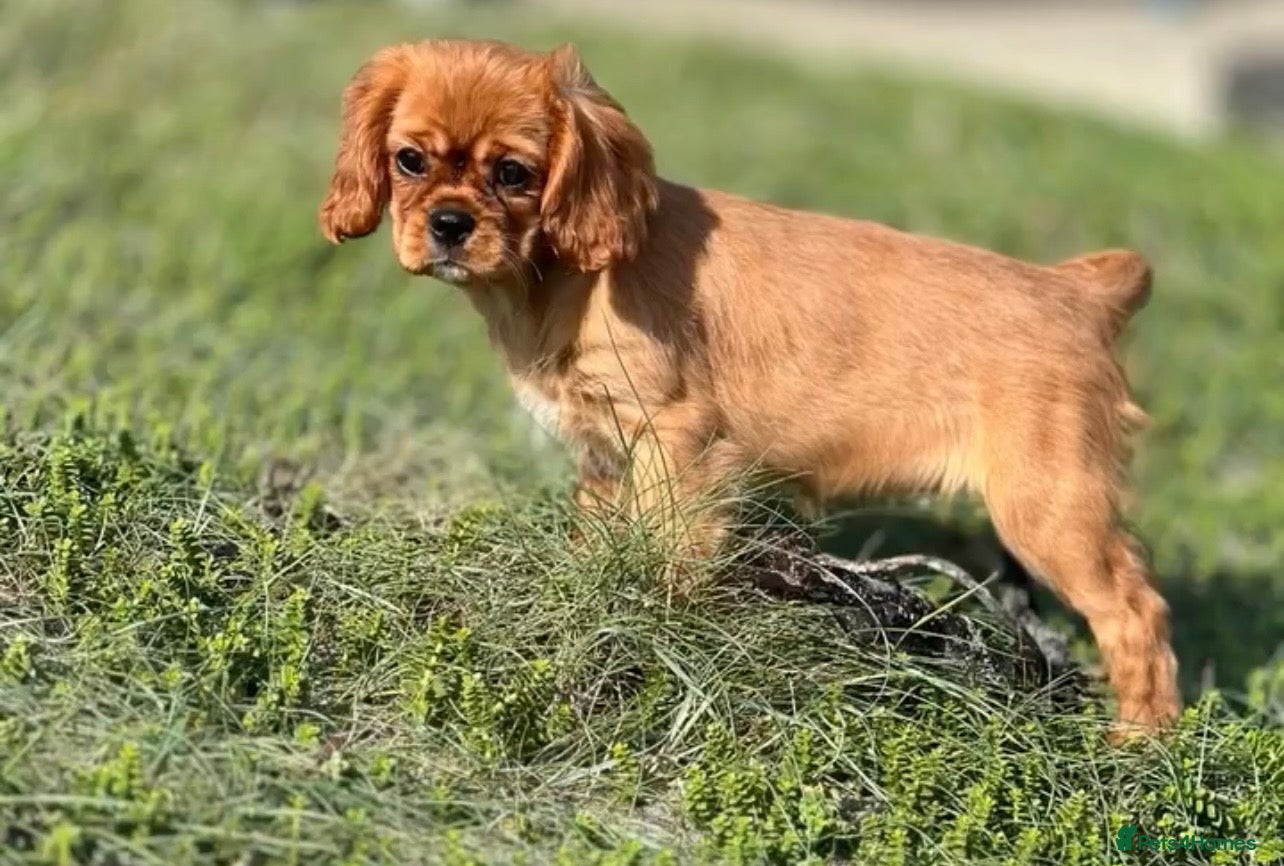 Cavalier King Charles Spaniel dogs King Charles Cavalier Puppies - Advert 8
