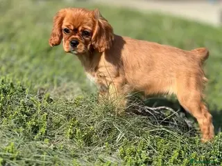 Cavalier King Charles Spaniel dogs King Charles Cavalier Puppies - Advert 9