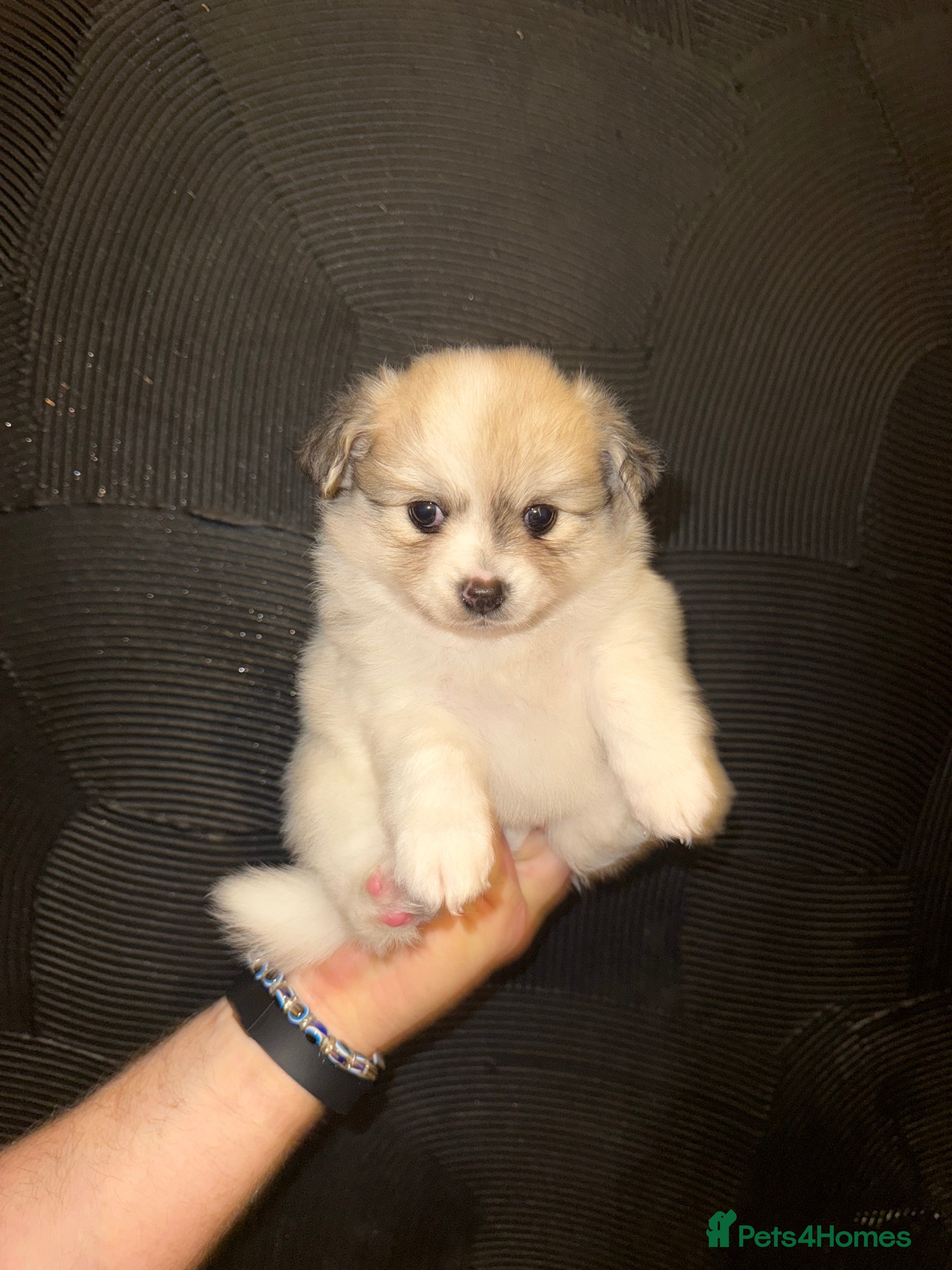 Pomchi dogs Pomchis  - Advert 3