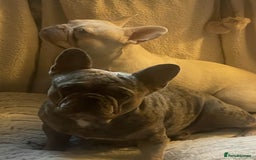 French Bulldog dogs for sale: Merle French bulldog - Image 2