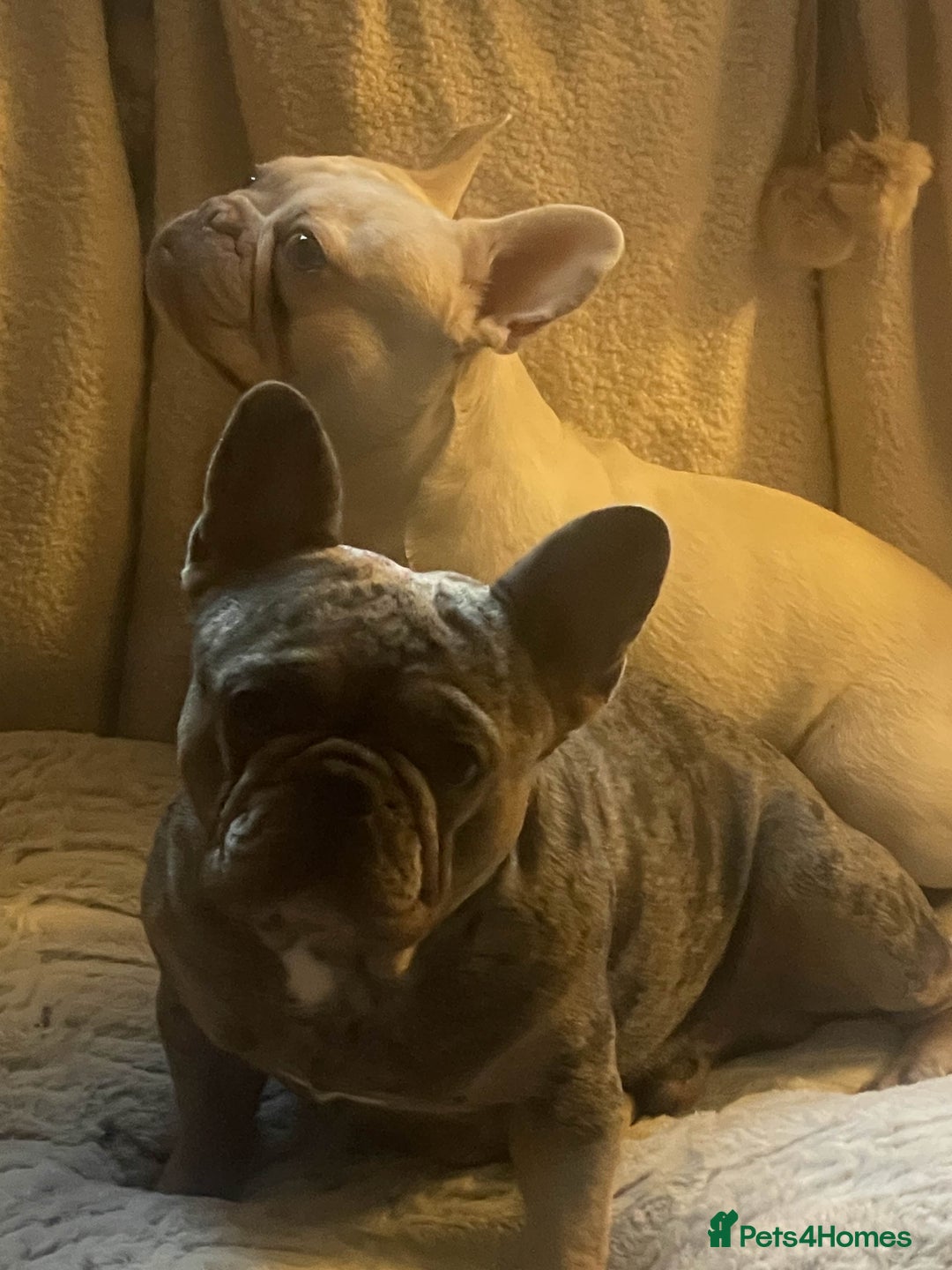 French Bulldog dogs for sale: Merle French bulldog - Image 2