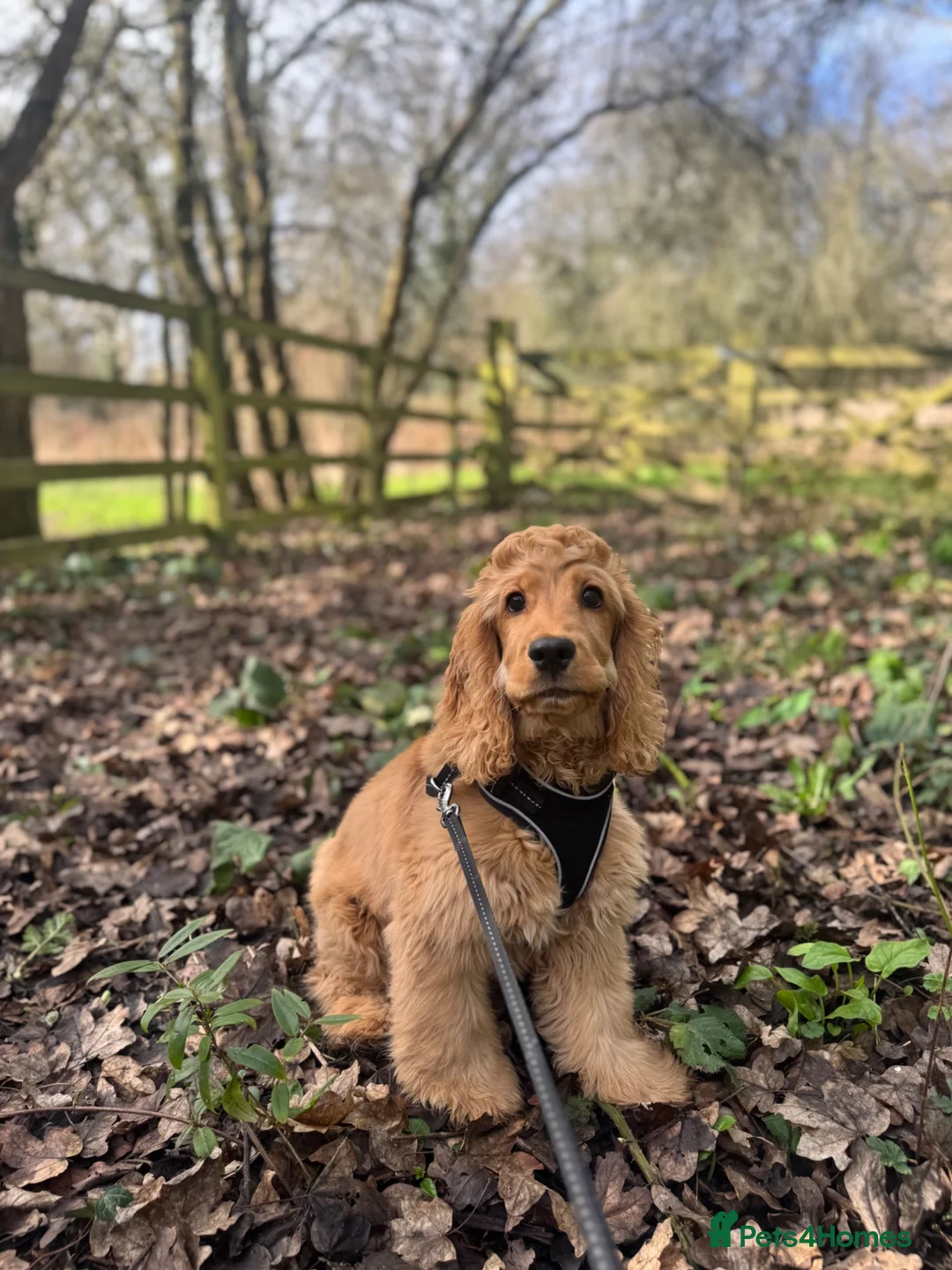 Cocker Spaniel dogs for sale: Female Show Cocker Spaniel in Leeds - Advert 7