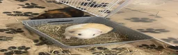 Guinea Pig rodents for sale: 2 lovely boys  in Oxford - Advert 2