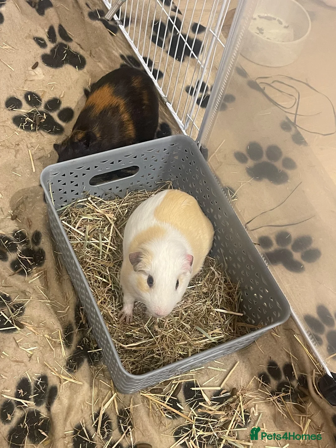 Guinea Pig rodents for sale: 2 lovely boys  in Oxford - Advert 2