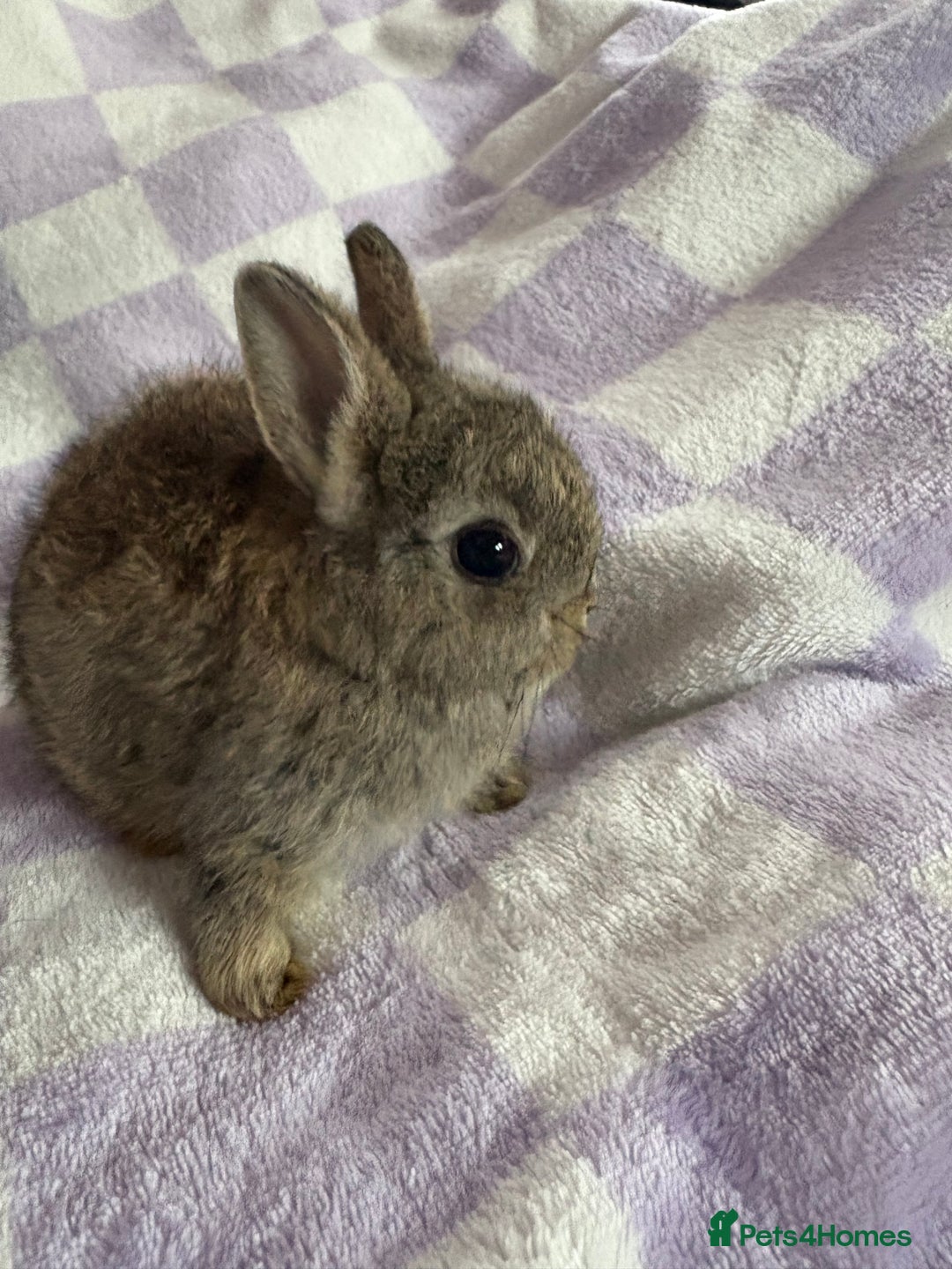 Netherland Dwarf rabbits for sale: 3 agouti netherland dwarf girls left  - Advert 2
