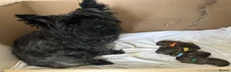 Cairn Terrier dogs for sale: Beautiful Cairn Terrier Puppies  - Advert 3