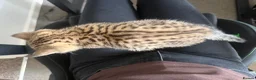 British Shorthair cats for sale: British short hair kittens - Advert 3