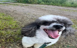 Miniature Poodle dogs for sale: KC Registered Miniature Parti Poodle - Image 5