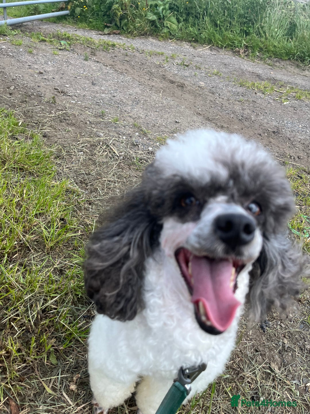 Miniature Poodle dogs for sale: KC Registered Miniature Parti Poodle - Image 5