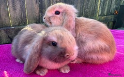 Mini Lop rabbits for sale: Two friendly male chocolate Harli mini lop boys  - Advert 3