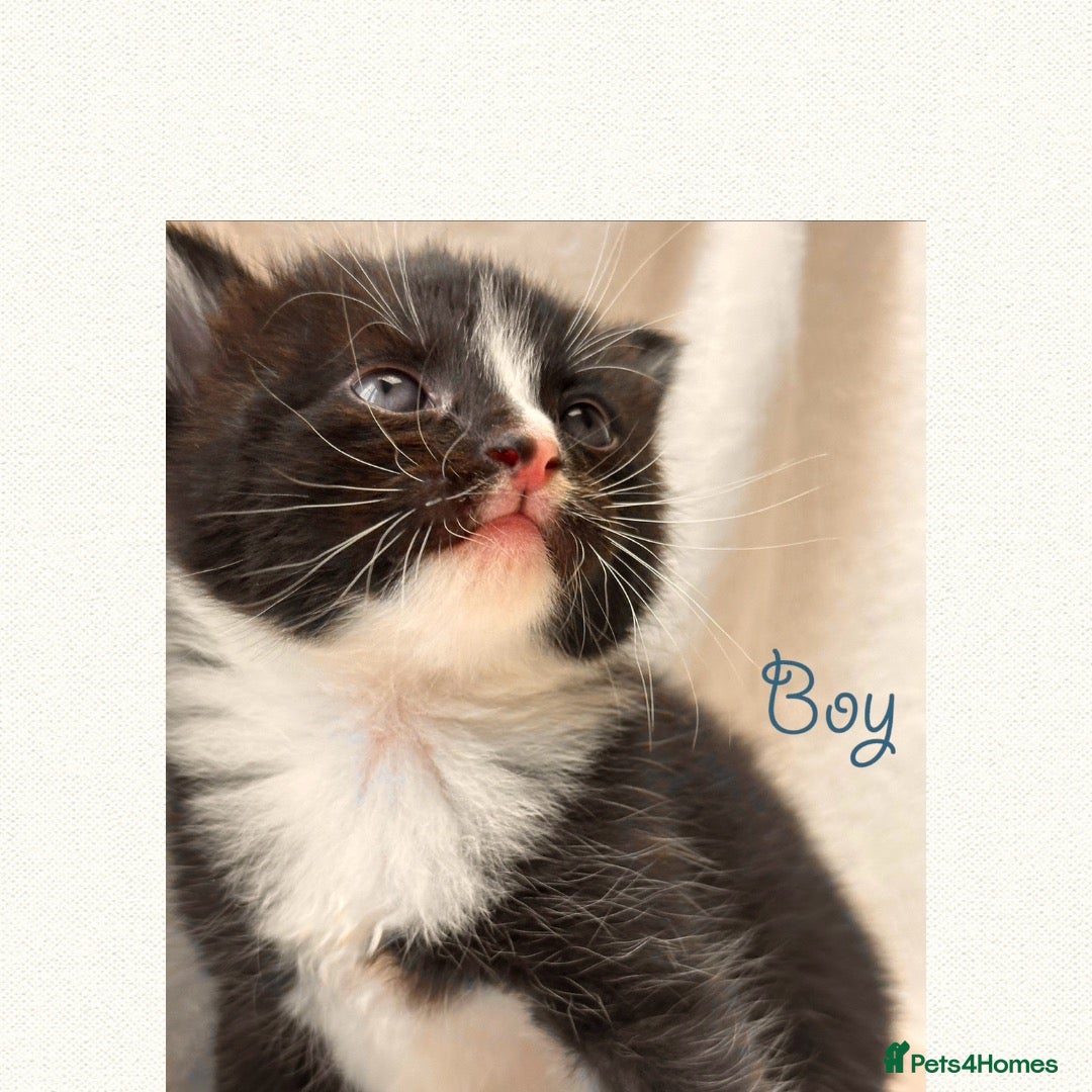 Mixed Breed cats 3 Half Scottish adorable cuties 🩷🩵 - Advert 9