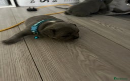 French Bulldog dogs for sale: French bulldog puppies - Image 7