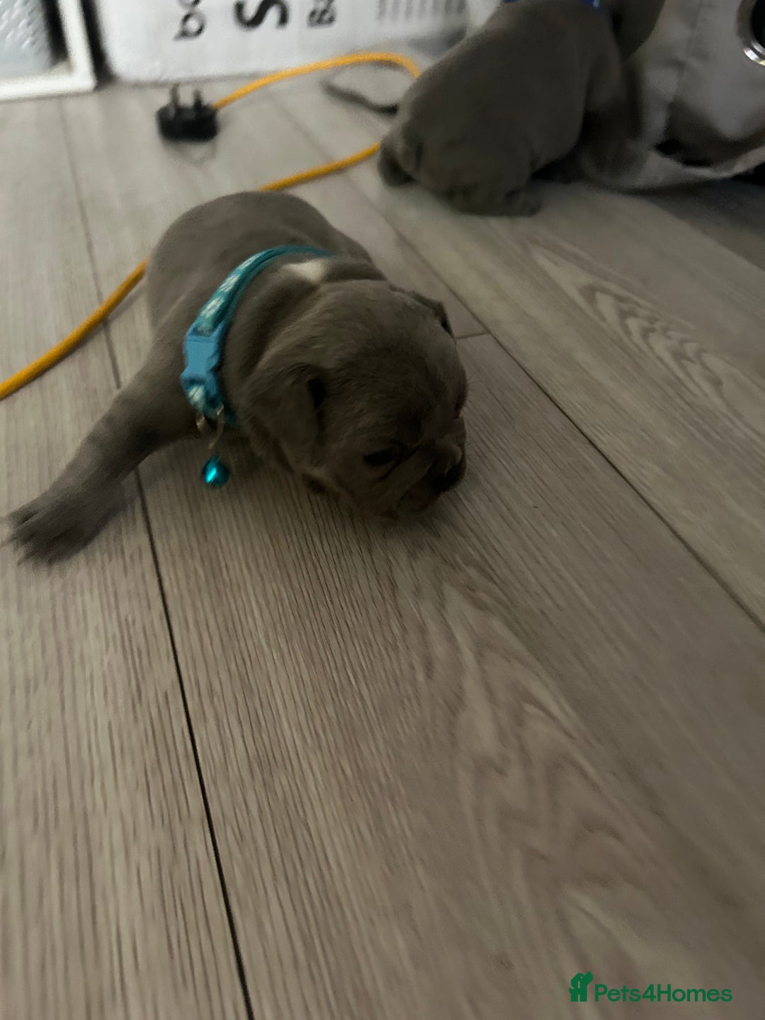 French Bulldog dogs for sale: French bulldog puppies - Image 7