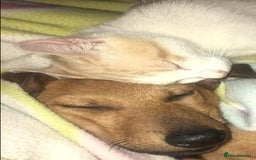 Mixed Breed dogs for adoption: Jimmy is looking for an amazing home - Image 12