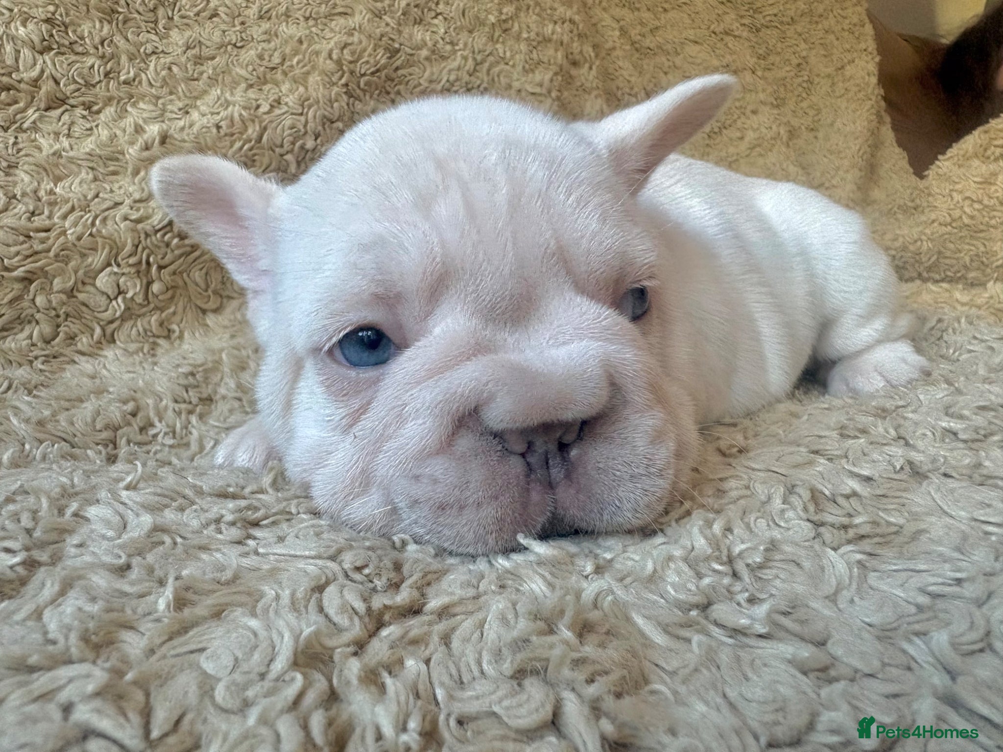 French Bulldog dogs for sale: French Bulldog Babies Ready Soon - Advert 14