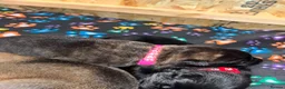 German Shepherd dogs for sale: beautiful shepkita puppies  - Advert 19