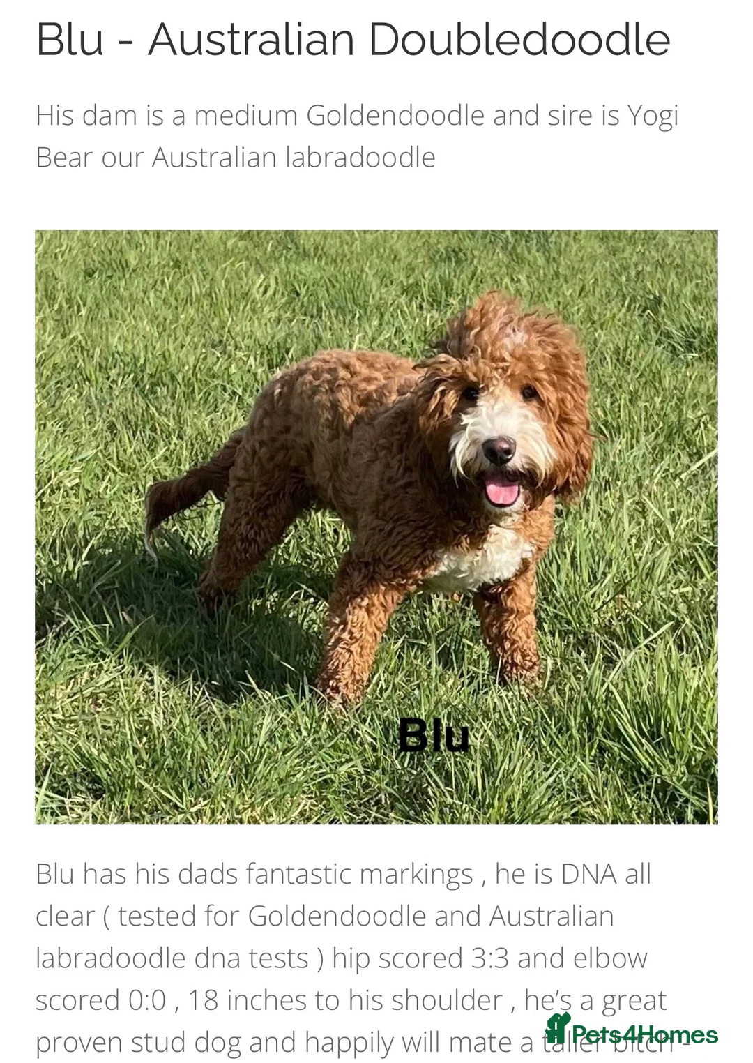 Mixed Breed dogs for sale: Cockadoodle puppies in Bridlington - Advert 2