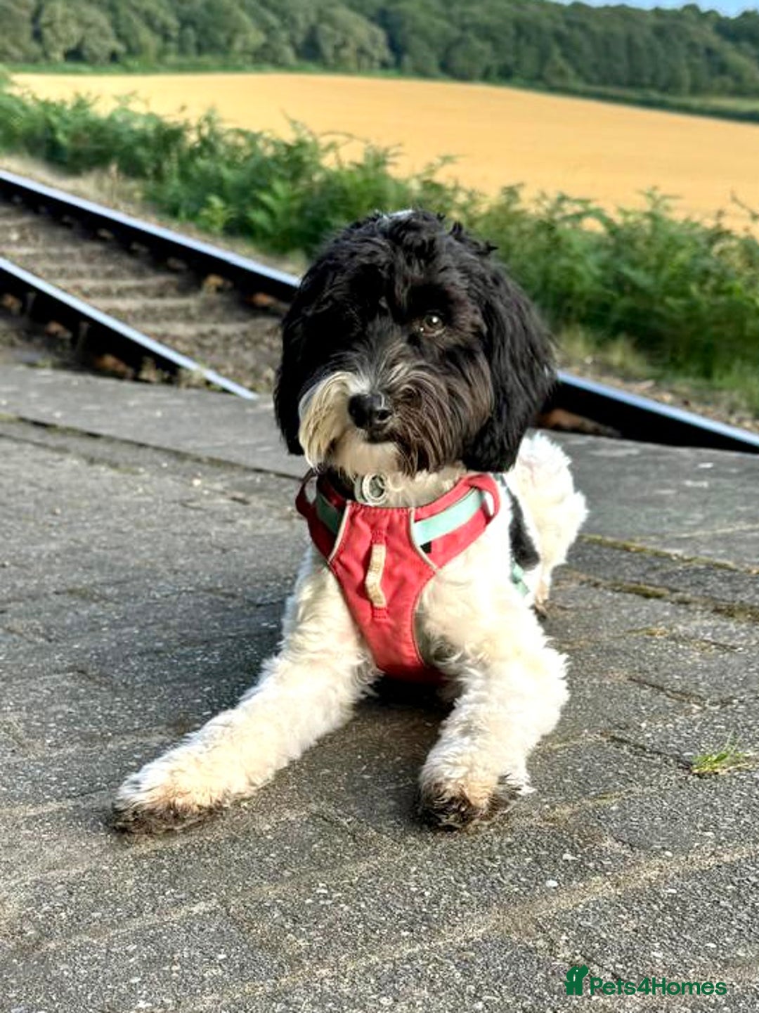 Australian Labradoodle dogs for sale: Home raised Australian Labradoodles due October - Image 3