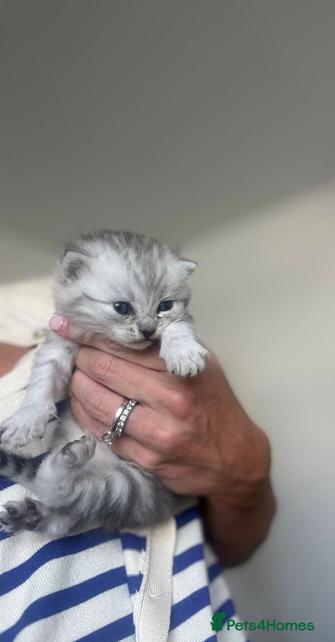 Scottish Fold cats for sale: 🐾 Beautiful Scottish Fold Kittens for Sale 🐾 - Image 2