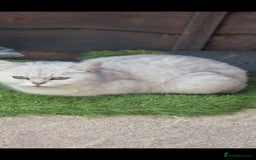 British Shorthair cats for sale: White silver Chinchilla British Shorthair  - Image 3