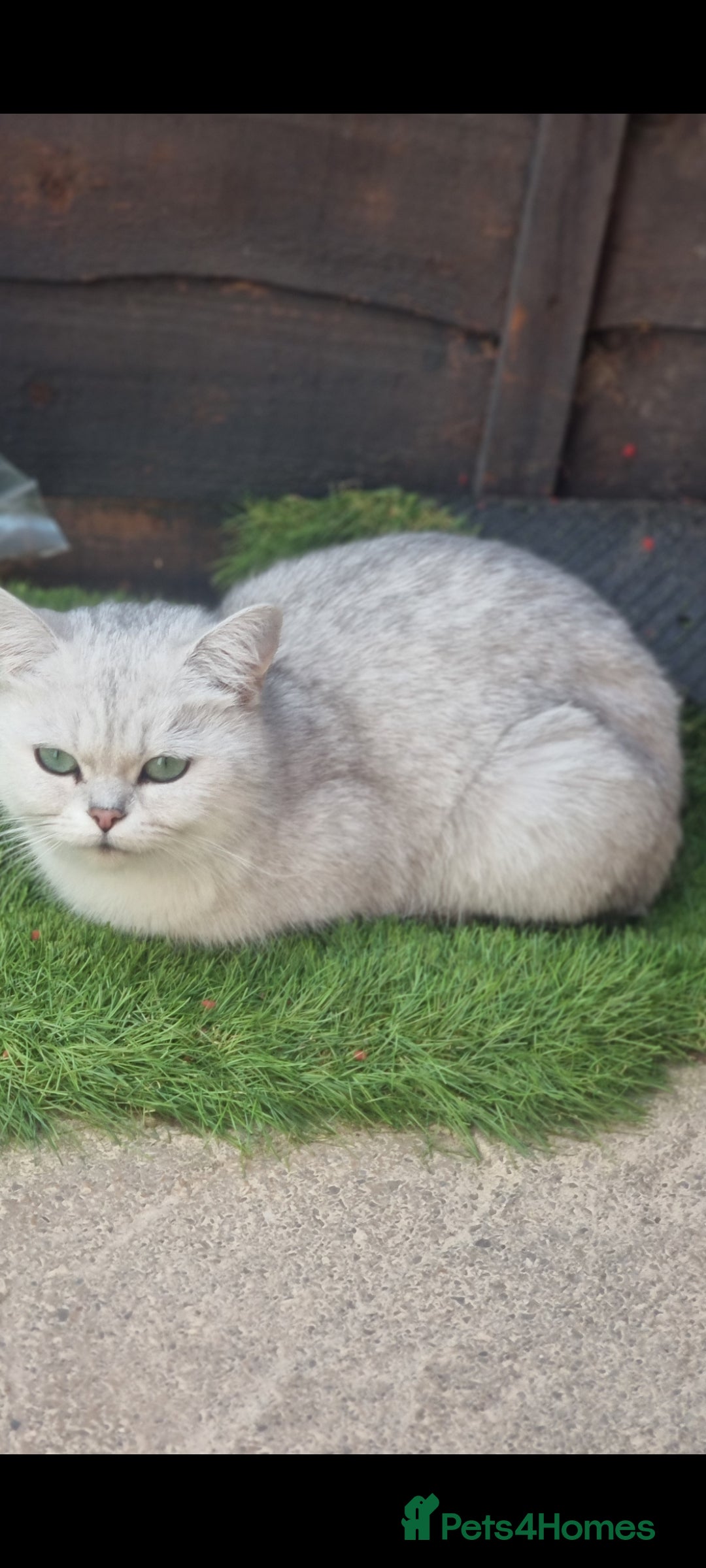 British Shorthair cats for sale: White silver Chinchilla British Shorthair  - Image 3