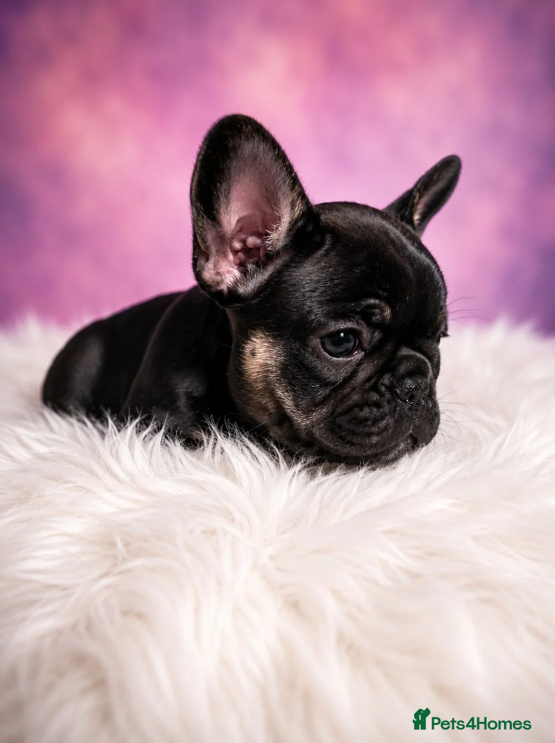 French Bulldog dogs for sale: ❤️3 beautiful french bulldog puppies❤️ - Advert 2