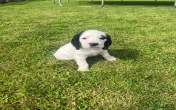 Cocker Spaniel dogs for sale: Stunning KC health tested Cocker pups  - Image 1