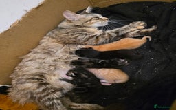 Mixed Breed cats for sale: Kittens for sale - Image 5