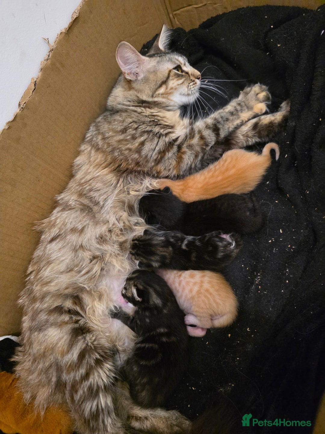 Mixed Breed cats for sale: Kittens for sale - Image 5