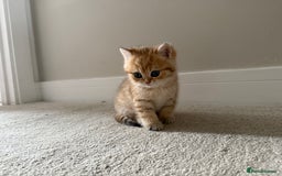 British Shorthair cats for sale: SOLD Sired by Champion FIFE dad -  Golden BSH - Image 12
