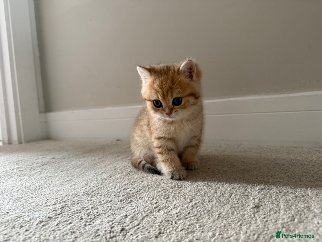 British Shorthair cats for sale: SOLD Sired by Champion FIFE dad -  Golden BSH - Image 12