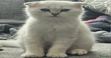 Scottish Fold cats - Advert 15