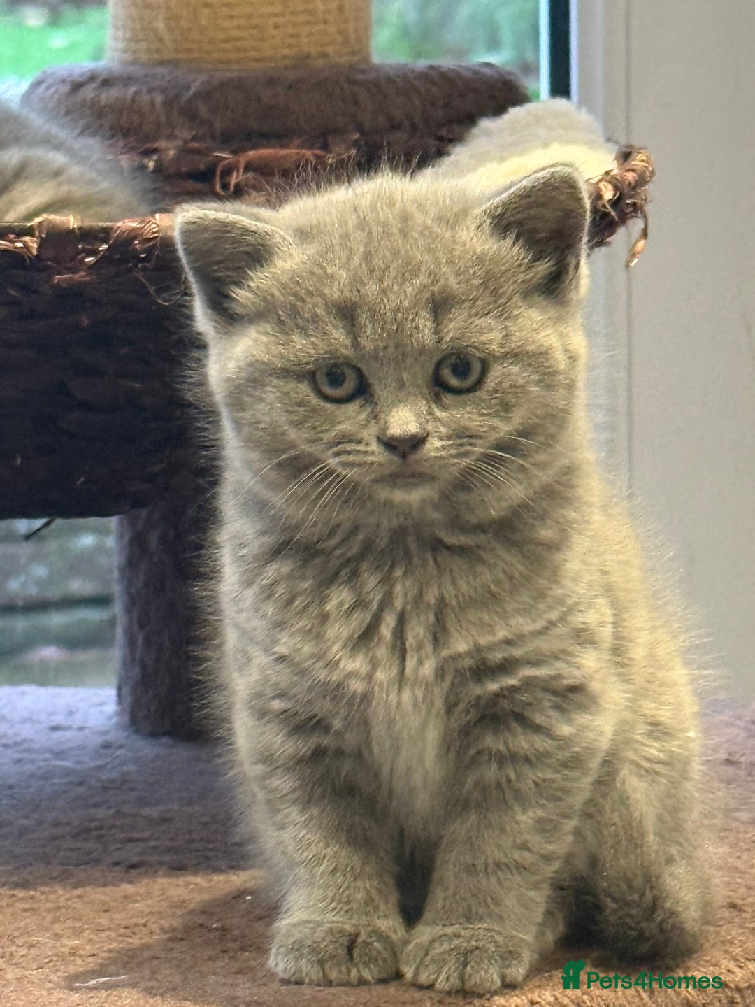 Scottish Fold cats for sale: LAST Scottish straight girl left - Advert 5