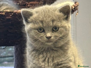 Scottish Fold cats LAST Scottish straight girl left - Advert 2