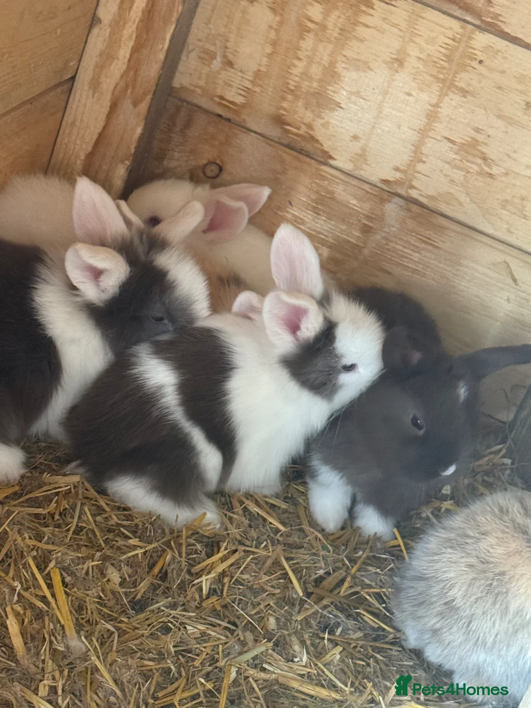 Lionhead rabbits for sale: Various colour lion head bunnies  - Advert 1