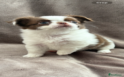 Chihuahua dogs for sale: Chihuahuas - Image 3