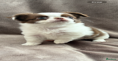 Chihuahua dogs - Advert 5