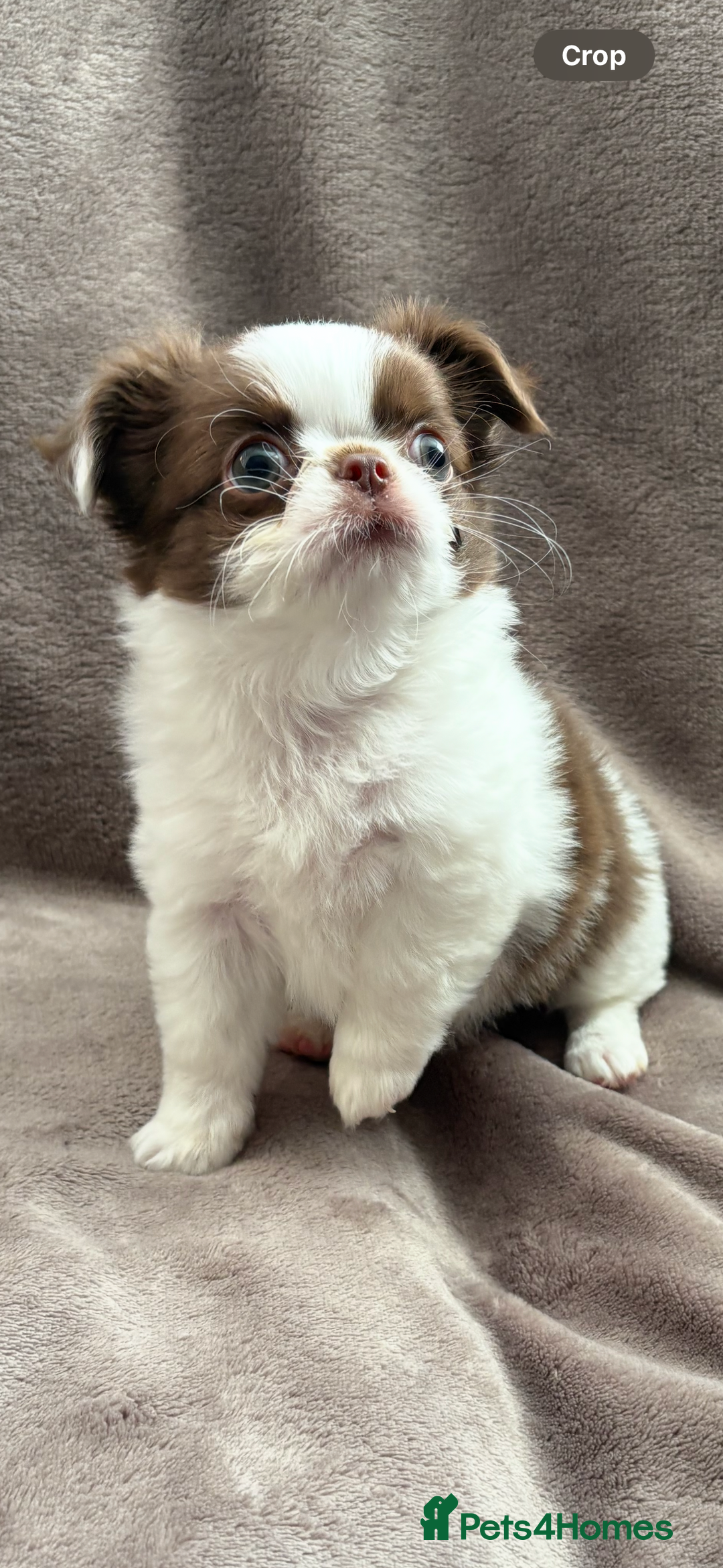Chihuahua dogs for sale: Chihuahuas - Image 3