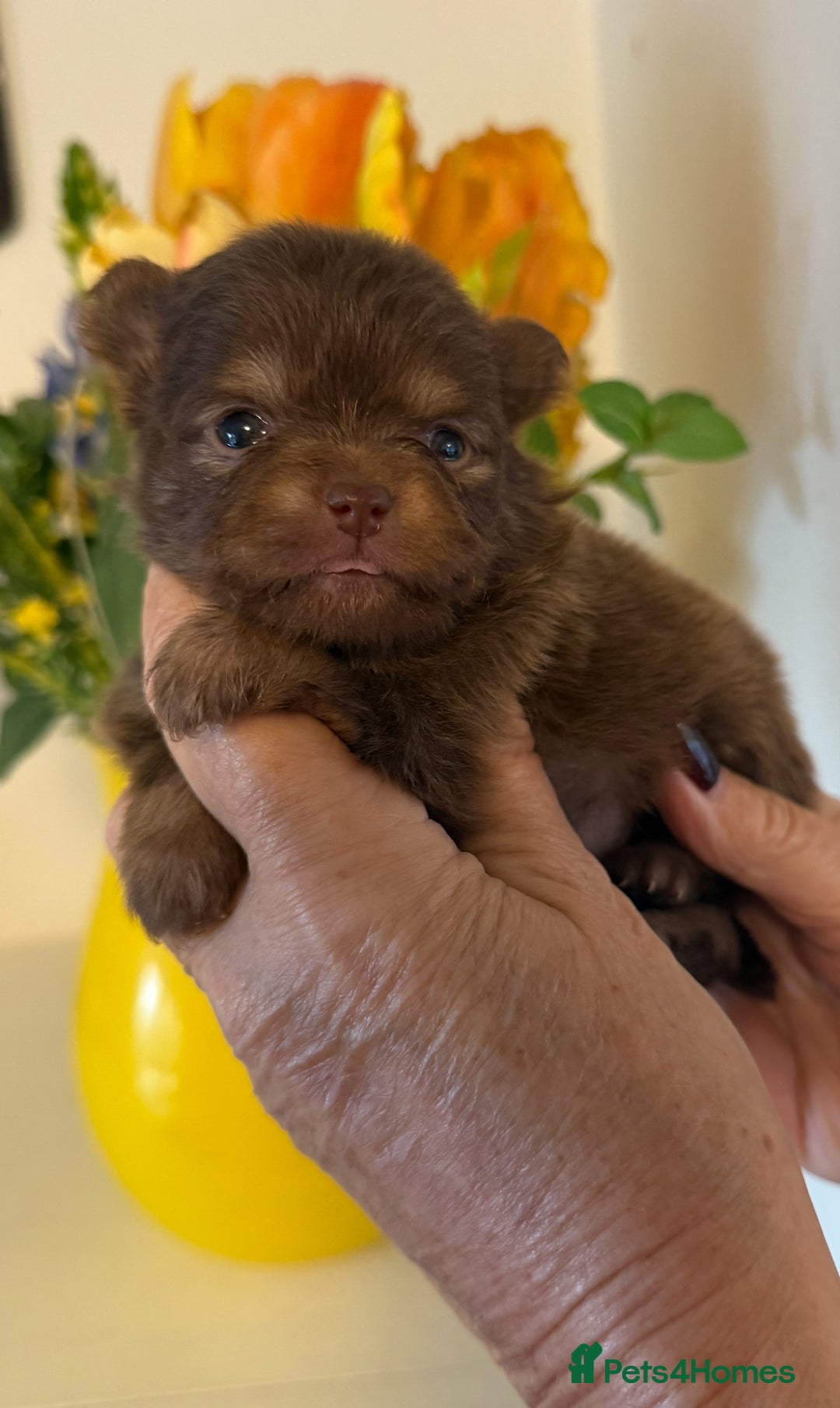 Pomeranian dogs for sale: POMERANIAN FEMALE KENNEL CLUB REGISTERED 🧸 FACES - Advert 11