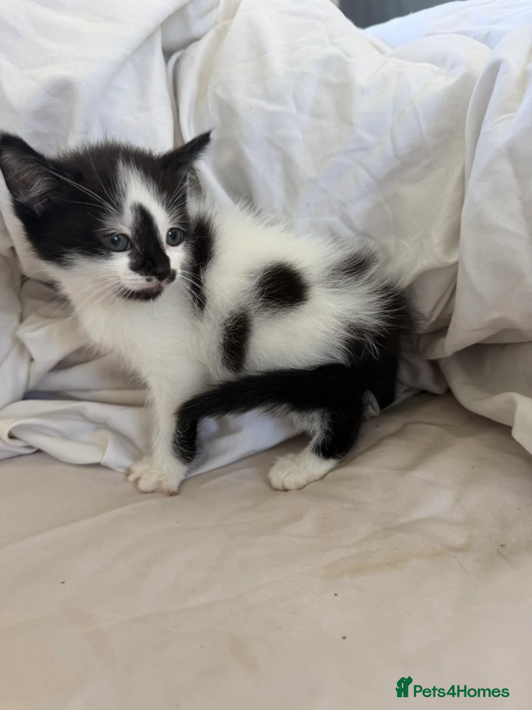 Mixed Breed cats for sale: Female kitten for sale  - Advert 2