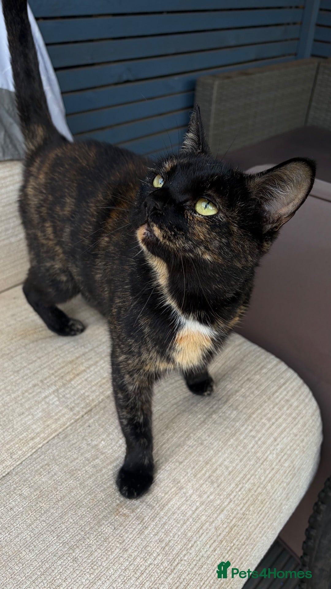 Mixed Breed cats Kittens 🐈‍⬛  - Advert 1