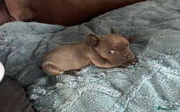 French Bulldog dogs for sale: French Bulldog puppies. 3 x boys 1 x girl - Image 17