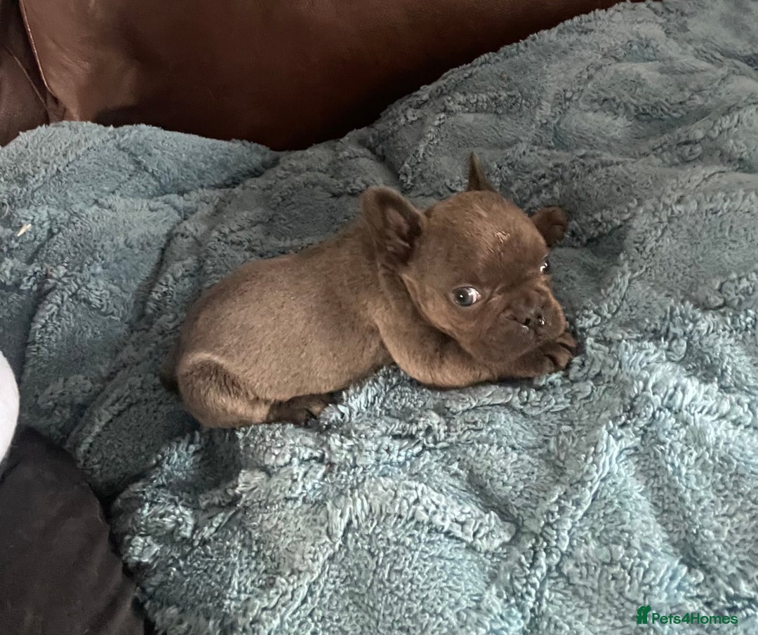 French Bulldog dogs for sale: French Bulldog puppies. 3 x boys 1 x girl - Image 17