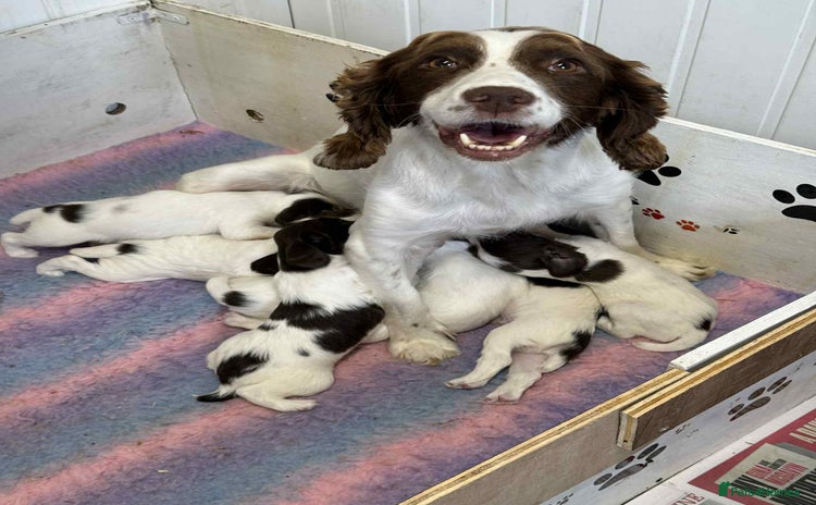 English Springer Spaniel dogs - Advert 10