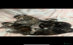 Mixed Breed cats for sale: 5 Adorable Mixed Breed Kittens - Image 40