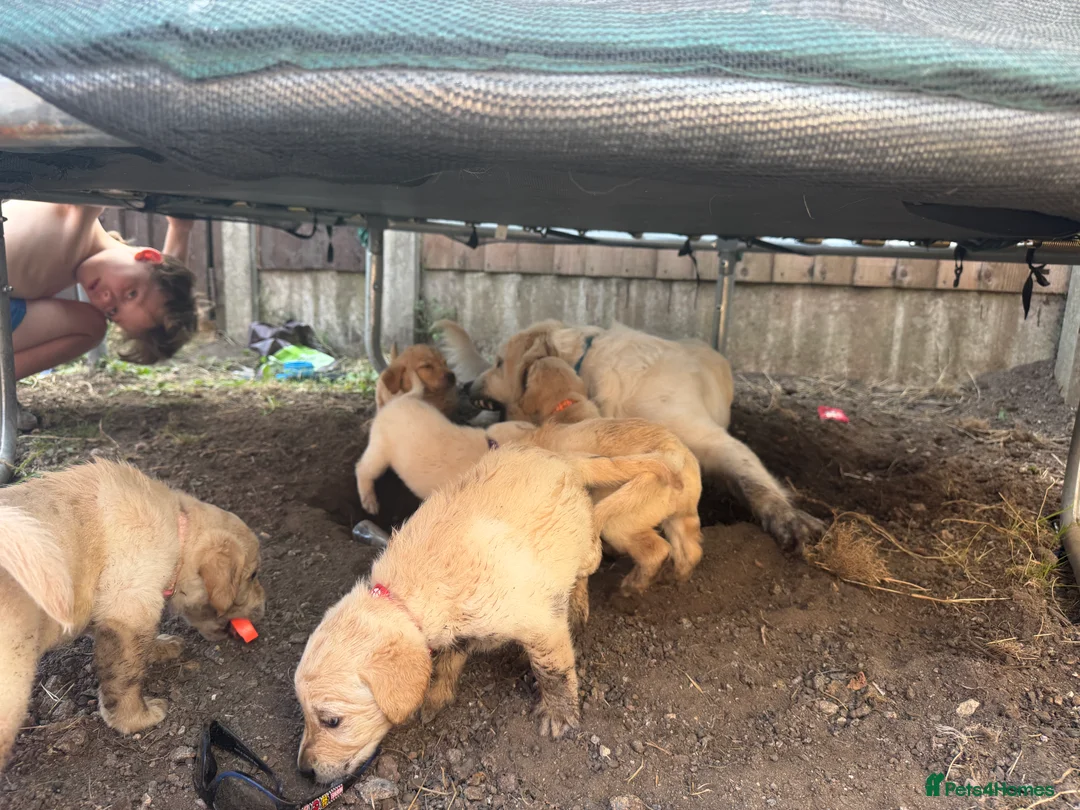 Goldador dogs for sale: Beautiful Goldador Puppies  - Advert 2