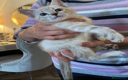 Bengal cats for sale: Pure bred Snow Bengal / Snow Leopard kittens - Image 6