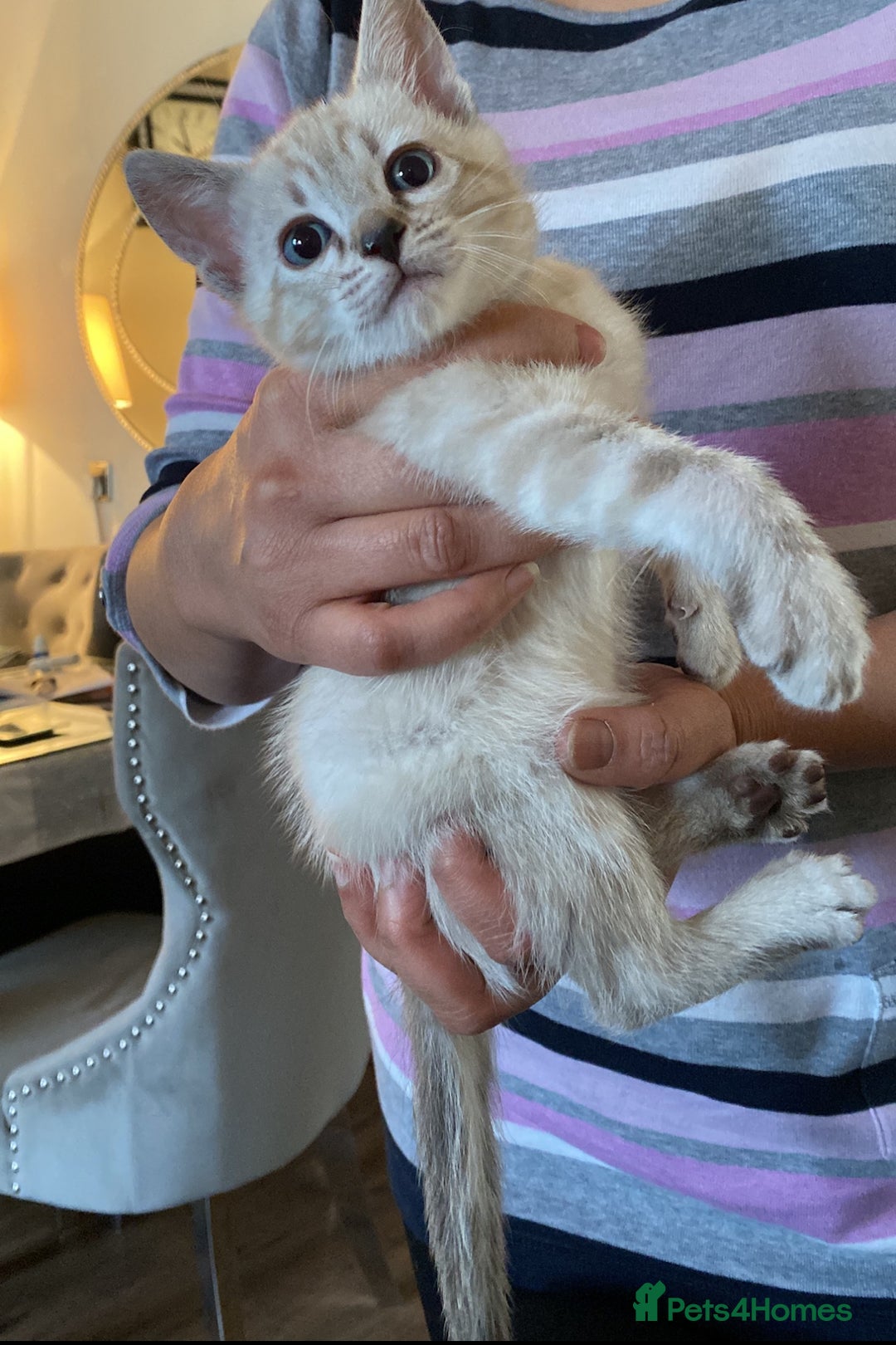 Bengal cats for sale: Pure bred Snow Bengal / Snow Leopard kittens - Image 6